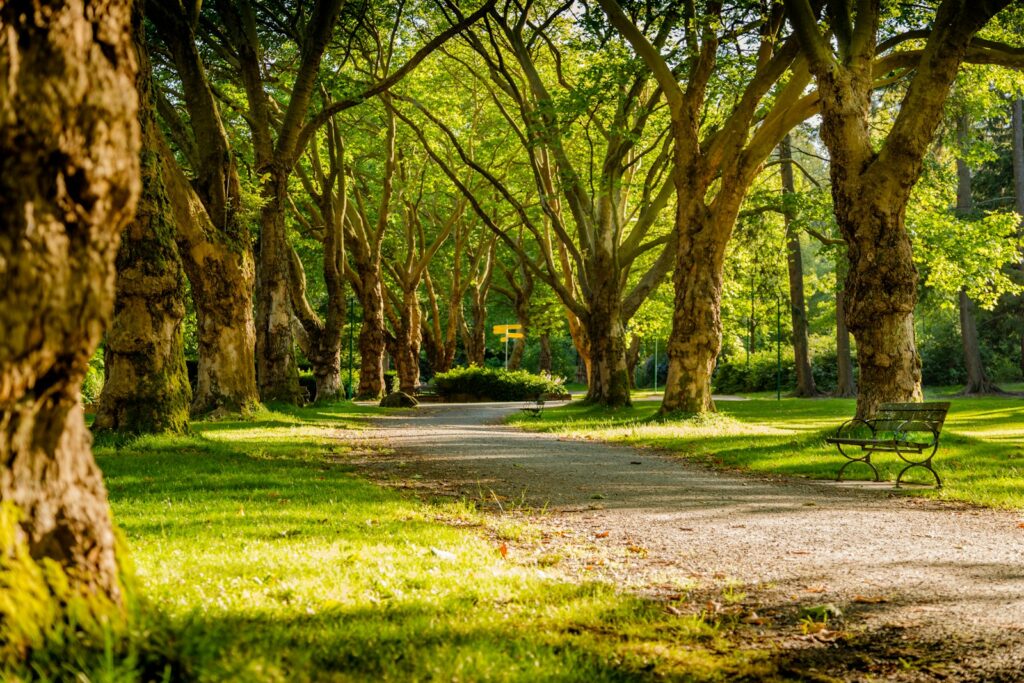 A curving park path beneath leafy trees, with benches beside it.
